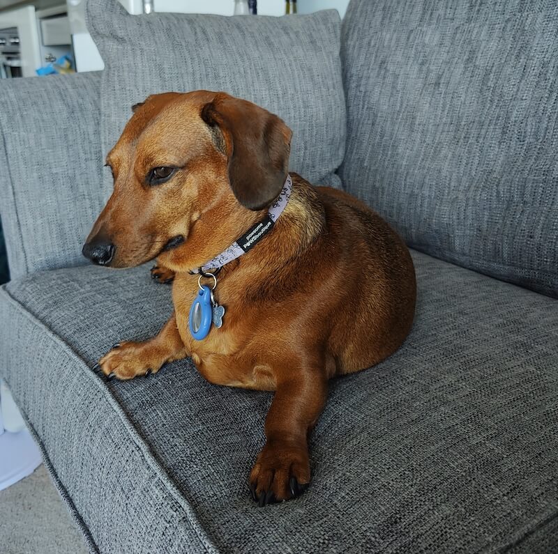 Daschund dog sitting on a grey sofa