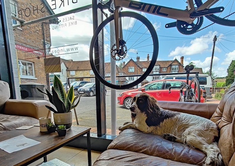 Springer Spaniel dog on leather sofar at In-Gear café with hanging BMC bike above