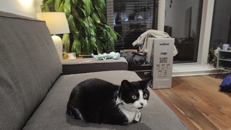 Black and white cat sitting on a black sofa