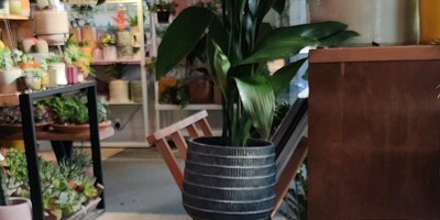 Latte on a table with plants in background