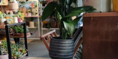 Latte on a table with plants in background