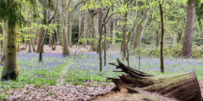 Bluebell forest with tree collapsed stump and small pathway
