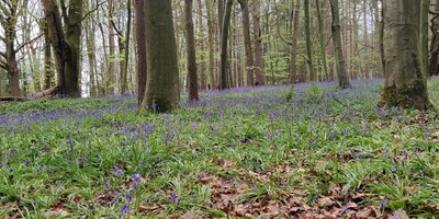 Bluebells in forest