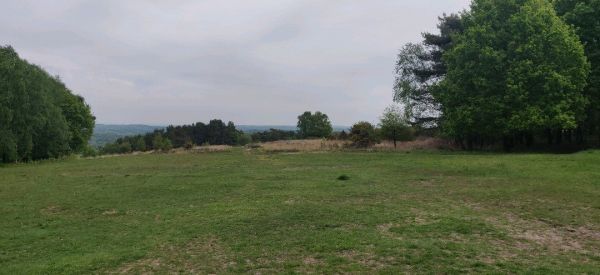 View of Ashdown Forest